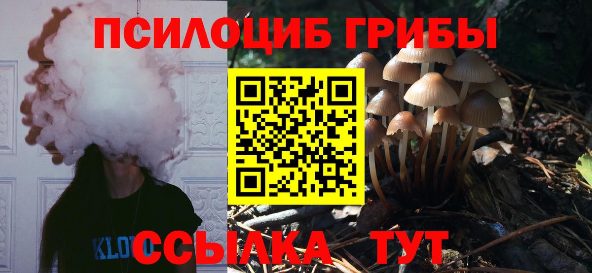 Галлюциногенные грибы Psilocybine cubensis Южноуральск